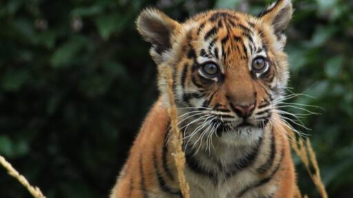 Midterm Magic 1 1 e1769421575293