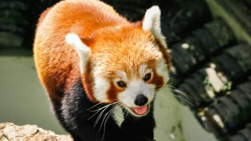 Midterm Magic 2 1 e1769421786730