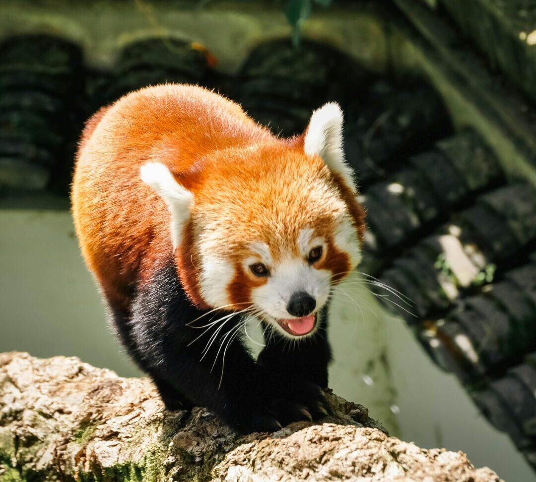 Red Panda at Dublin Zoo