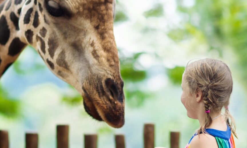 Giraffe at Dublin Zoo